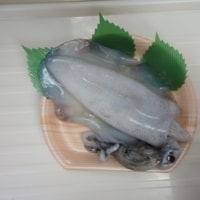 アオリイカ